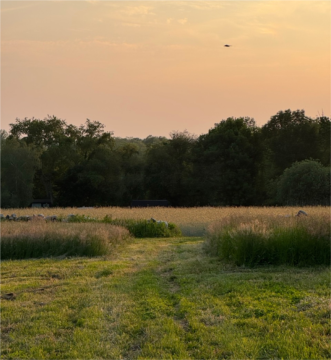 Golden hour field landscape