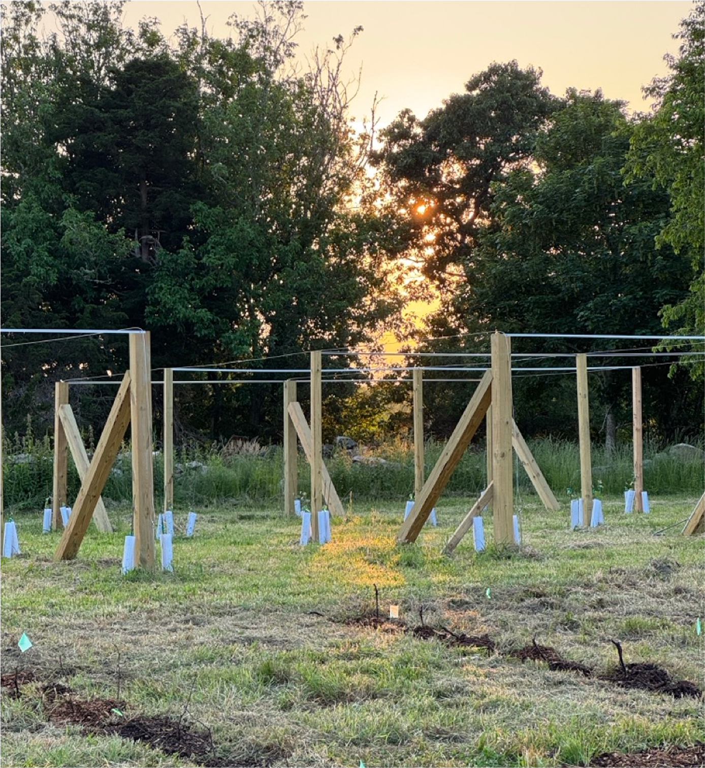 Pergola structure at sunset